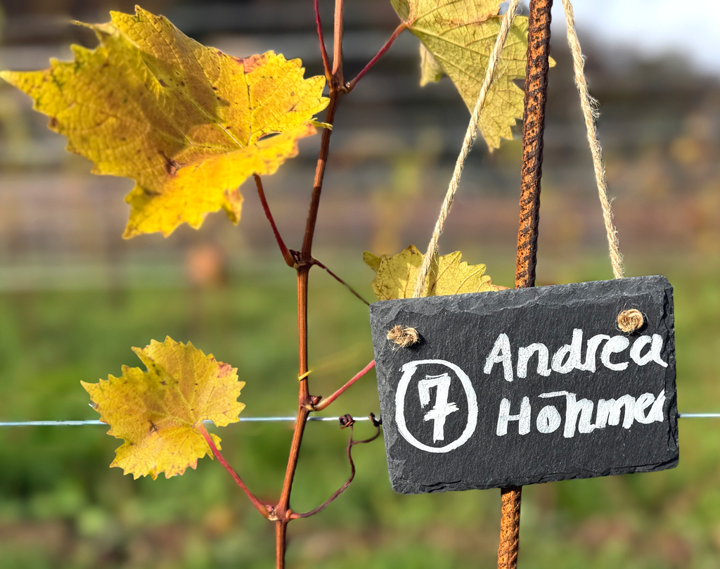 REBSTOCKPATENSCHAFT IN EINMALIGER SCHIEFERTERRASSE