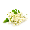 Aroma 2