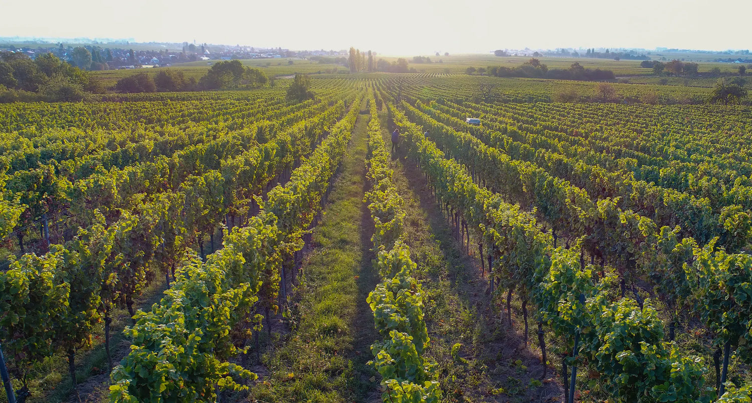 Gelebte Vielfalt im Weinberg