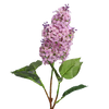 Aroma 1