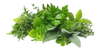 Aroma 2